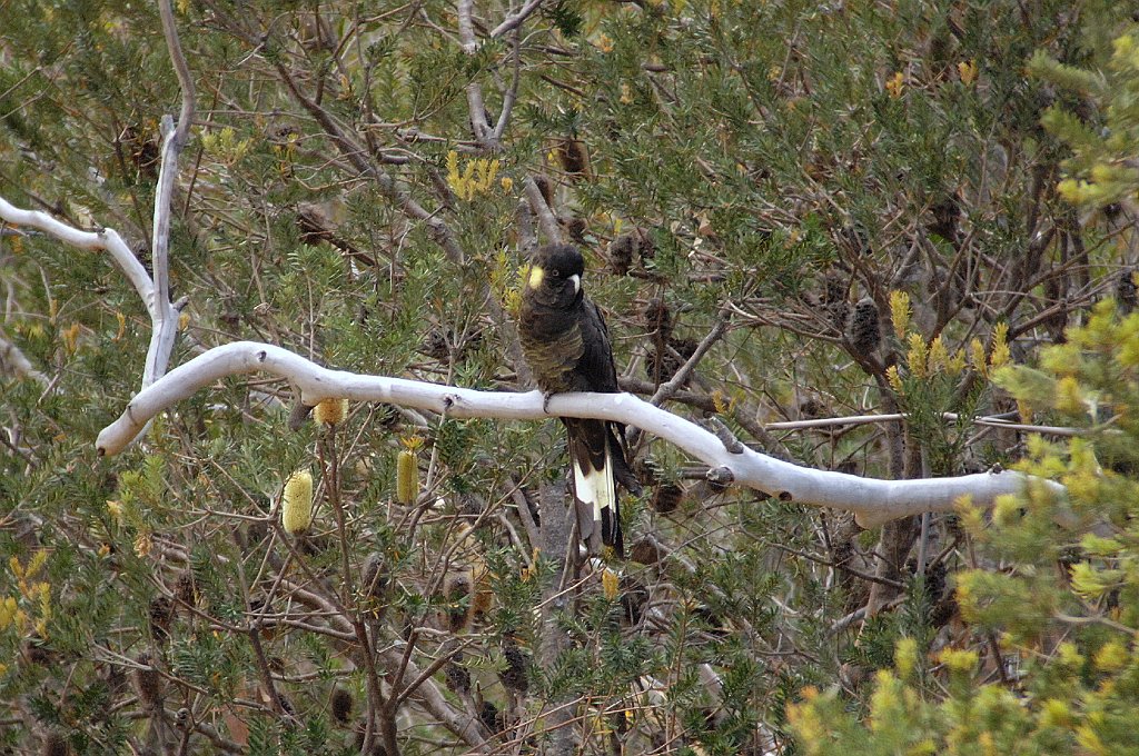 Parrot, Yellow-tailed Black Cockatoo, 2008-01217278b Coles Bay, Tasmania, AU.jpg - Yellow-tailed Black Cockatoo. Flacks Road, a gravel road about 10 KM from Coles Bay, Tasmania, 1-21-2008